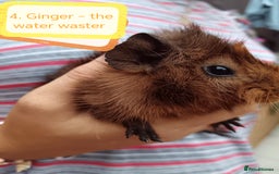 Guinea Pig rodents for sale: Abyssinian female guinea pigs for sale  - Image 7