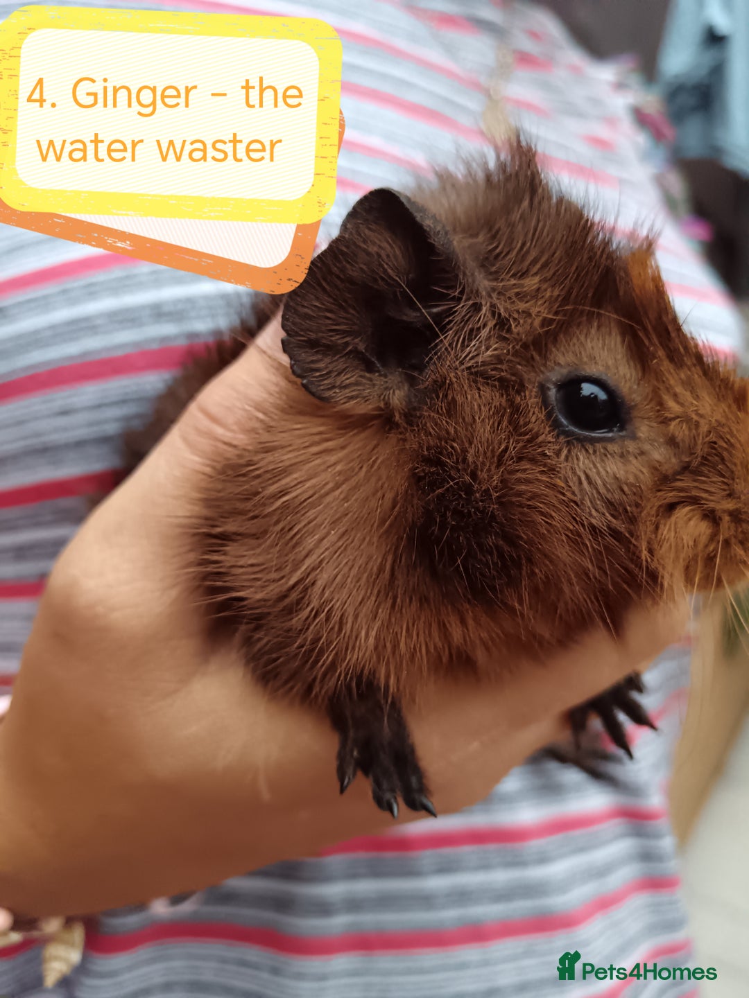 Guinea Pig rodents for sale: Abyssinian female guinea pigs for sale  - Image 7