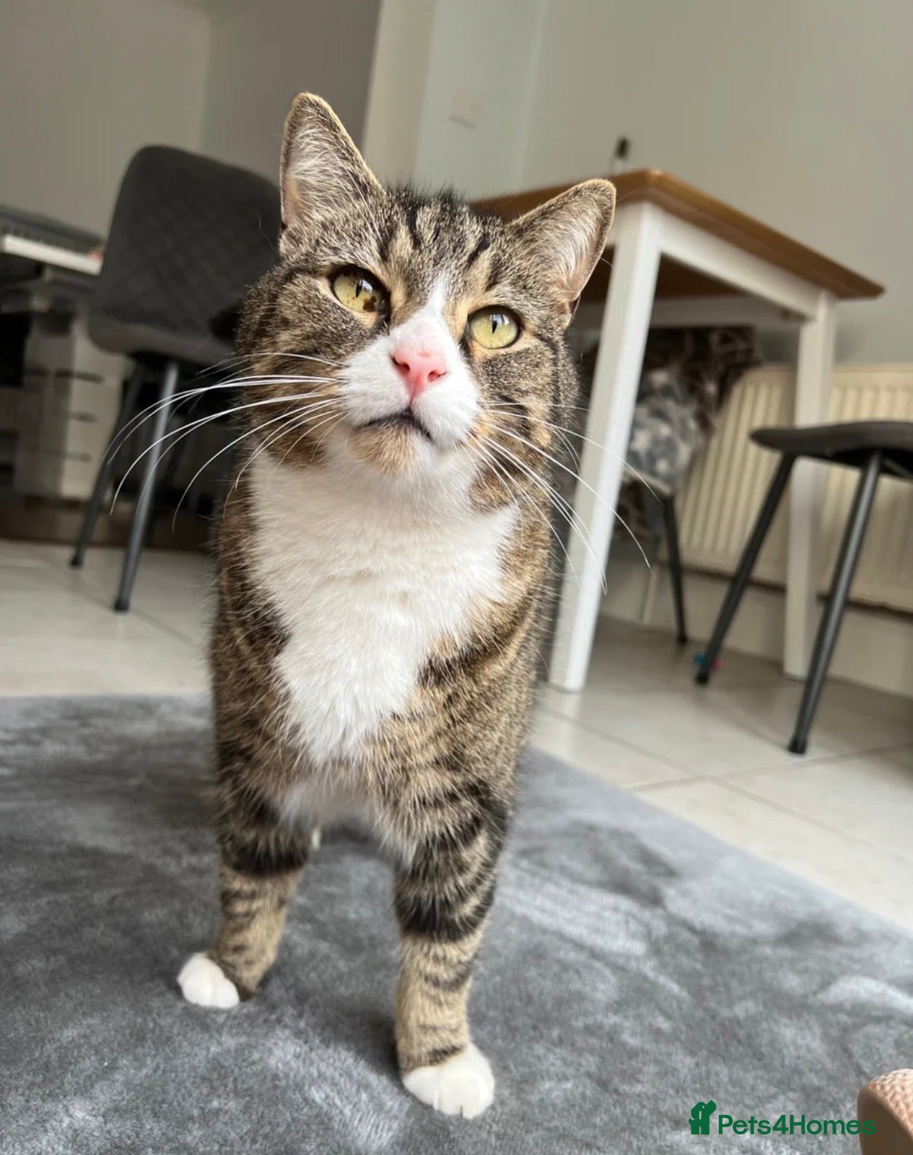 Domestic Shorthair cats FREE Tabby male cat looking for forever home - Advert 13
