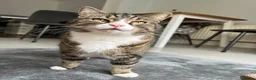 Domestic Shorthair cats for sale: FREE Tabby male cat looking for forever home in Ipswich - Advert 1
