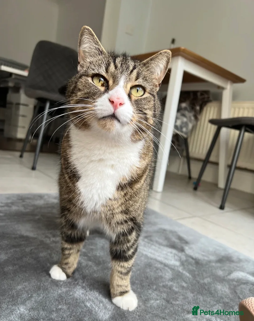 Domestic Shorthair cats for sale: FREE Tabby male cat looking for forever home in Ipswich - Advert 1