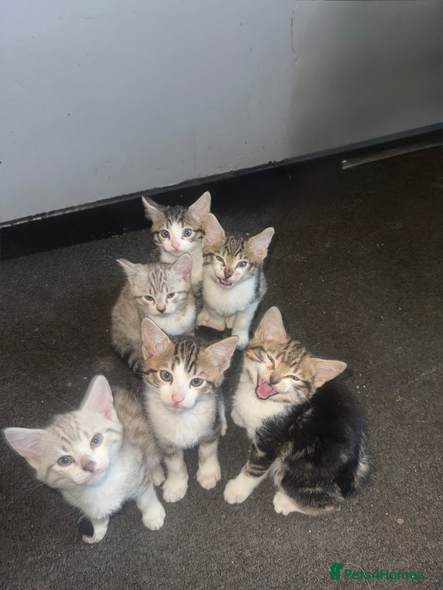 Mixed Breed cats 6 mixed kittens  - Advert 1