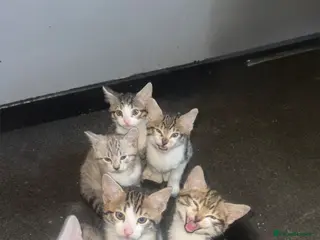 Mixed Breed cats 6 mixed kittens - Advert 3