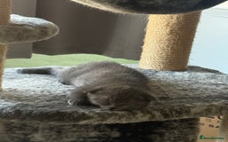 Scottish Fold cats for sale: Selling Scotish fold kitten - Image 2