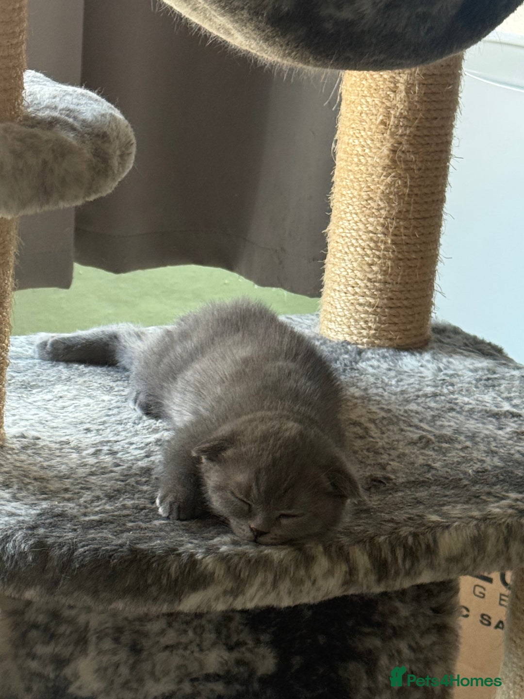 Scottish Fold cats for sale: Selling Scotish fold kitten - Image 2