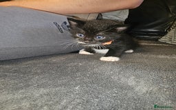 British Shorthair cats for sale: 4 beautiful fluffy kittens 4 weeks old  - Image 7
