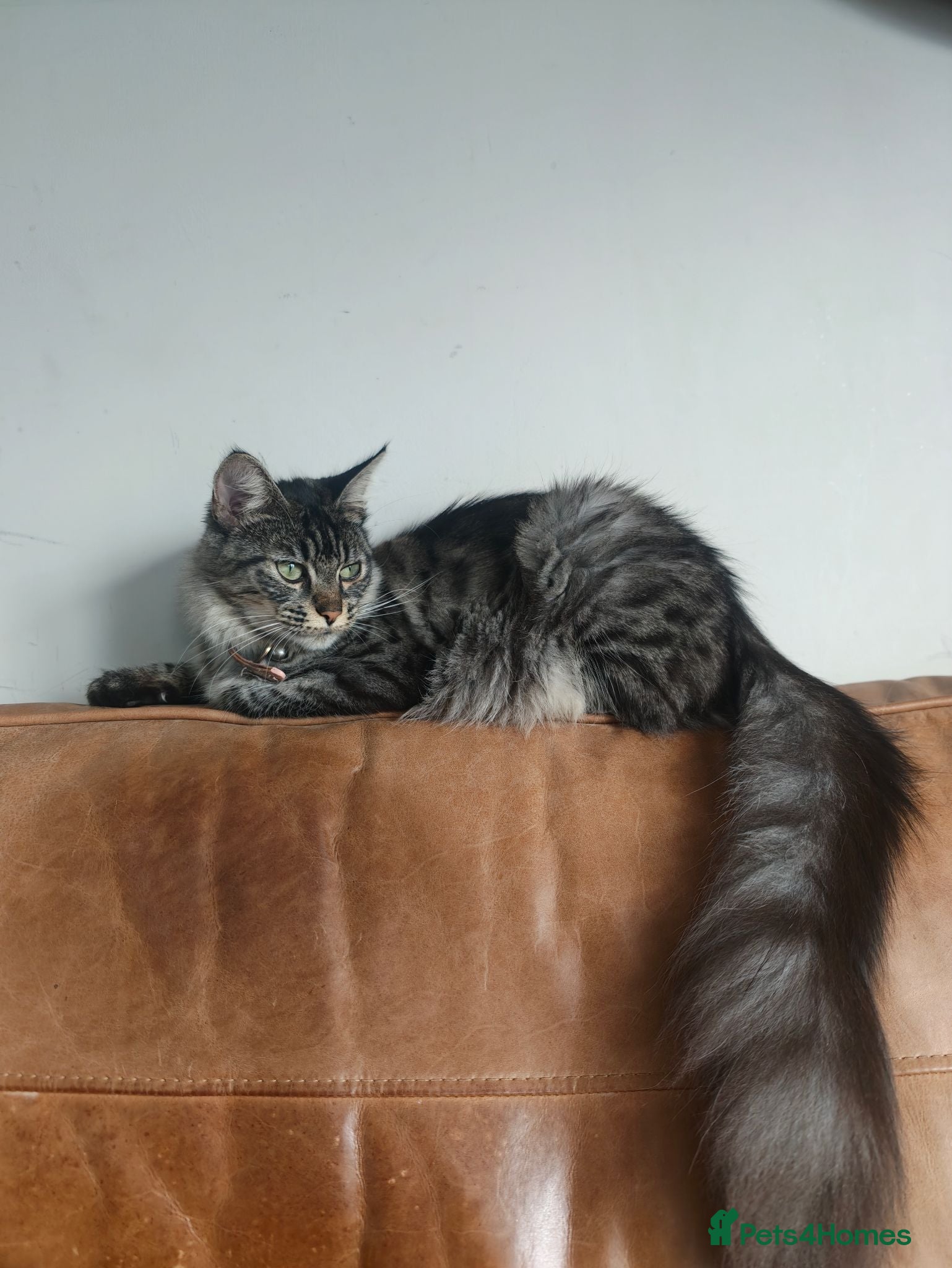 Mixed Breed cats Mixed Maine Coon Kittens, Black Stripes :) - Advert 1