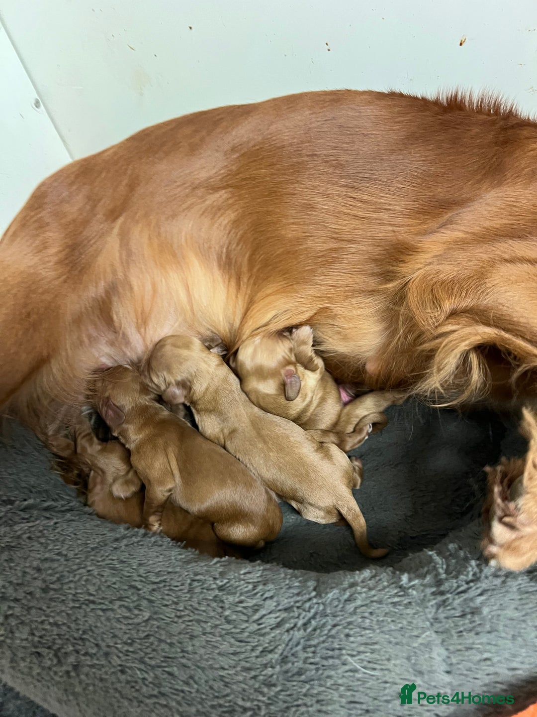 Cocker Spaniel dogs for sale: Beautiful Dark Red KC Registered Cocker Pups - Advert 9