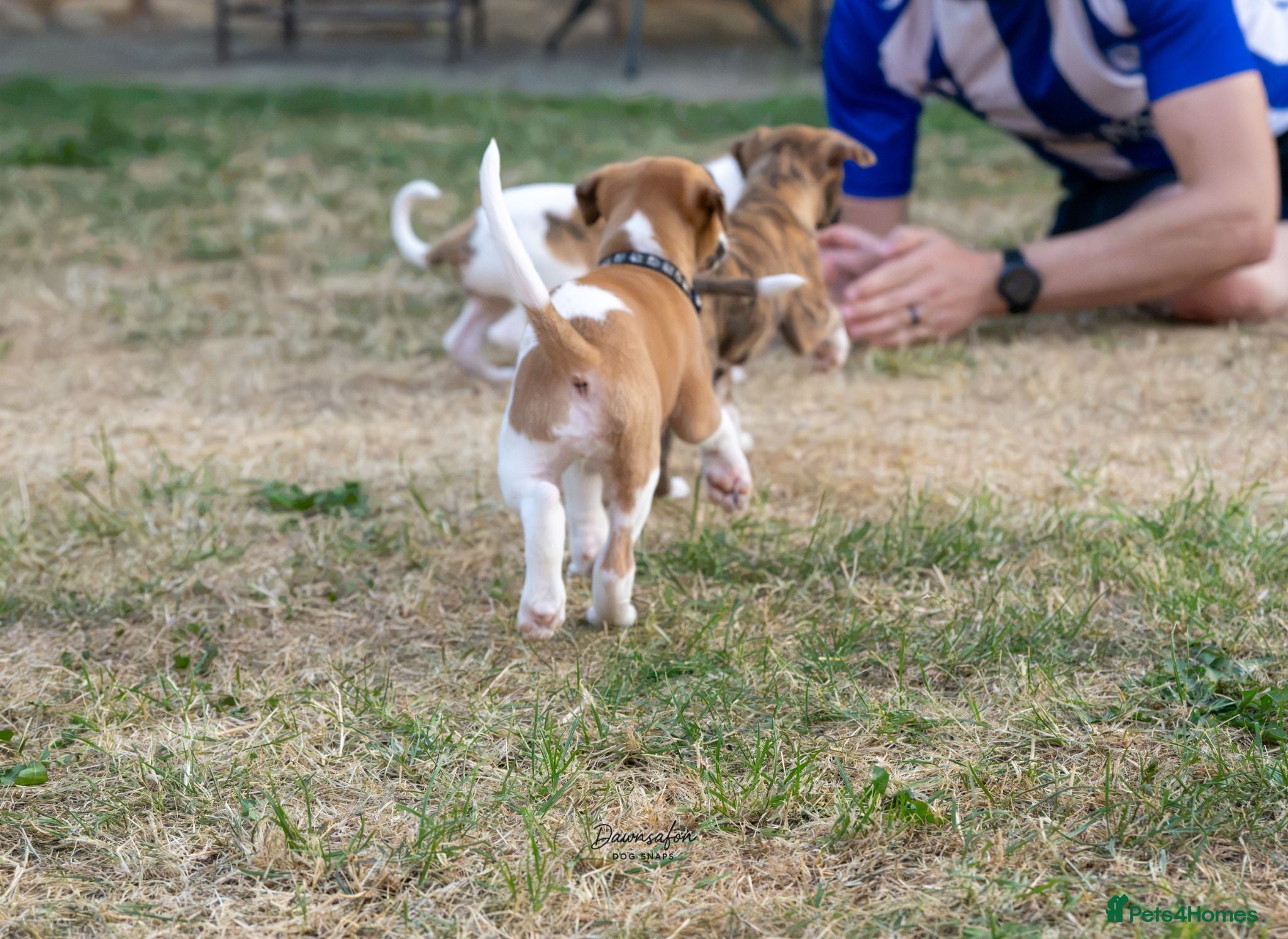 Whippet dogs Top Quality Whippet Puppies Ready to Reserve - Advert 2