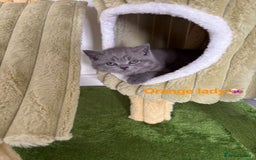 British Shorthair cats for sale: Blue British short hair kittens  in Braintree - Image 5