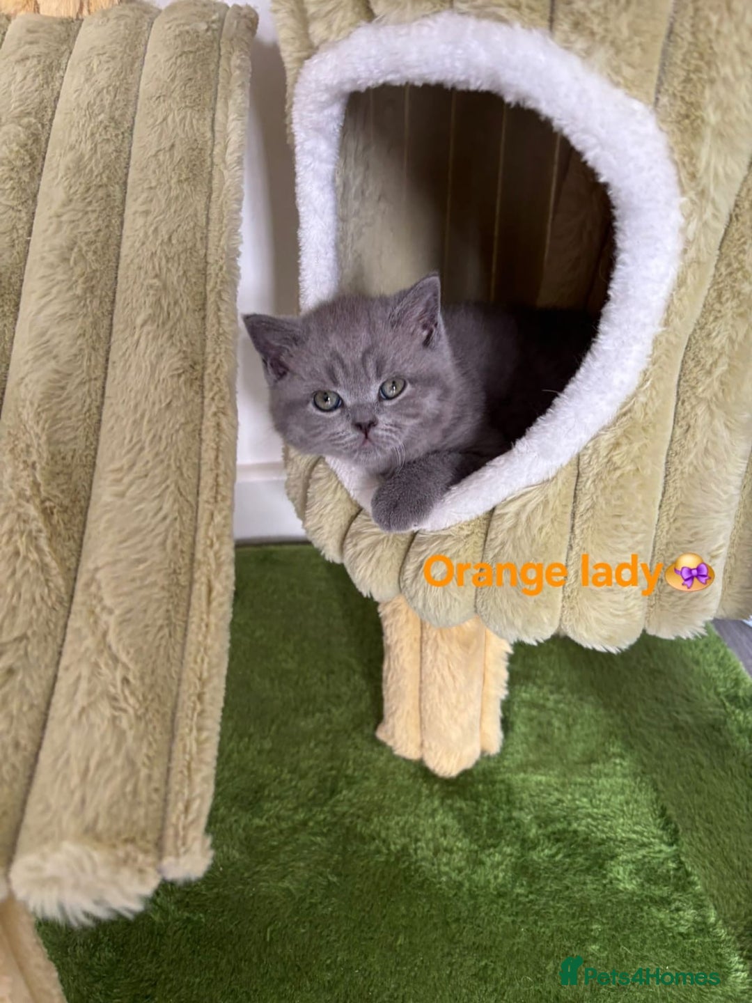 British Shorthair cats for sale: Blue British short hair kittens  in Braintree - Image 5