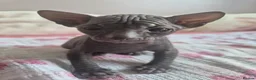 Sphynx cats for sale: Donskoy Sphynx - Advert 1