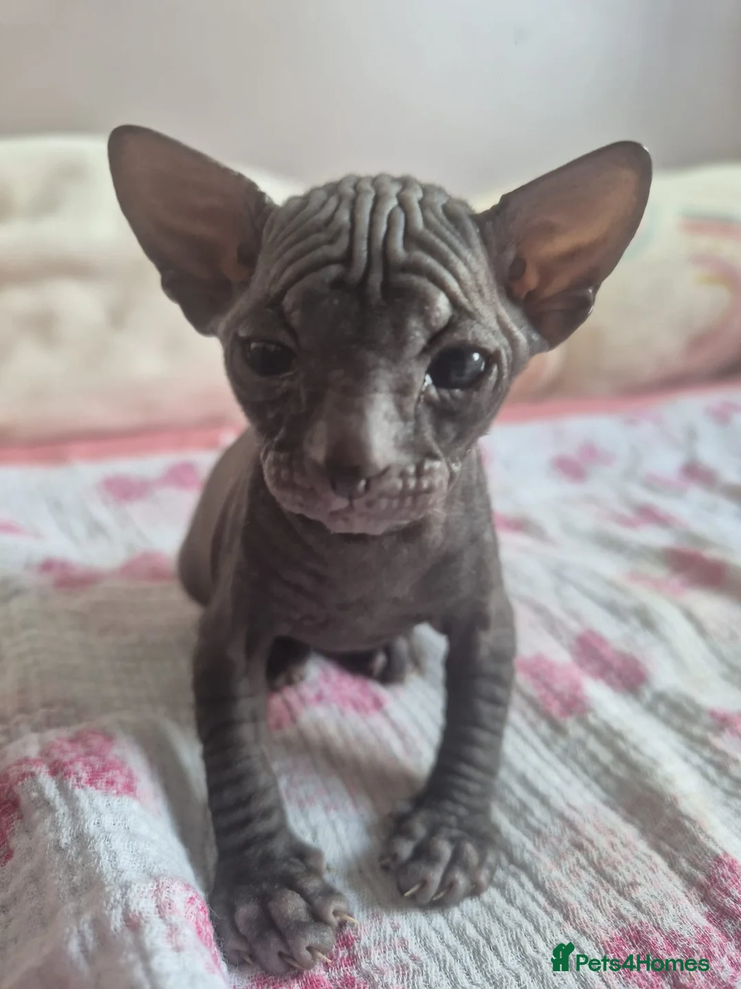 Sphynx cats for sale: Donskoy Sphynx - Advert 1