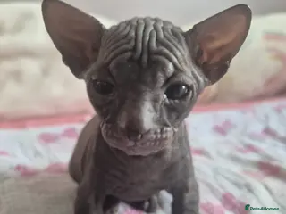 Sphynx cats Donskoy Sphynx - Advert 1