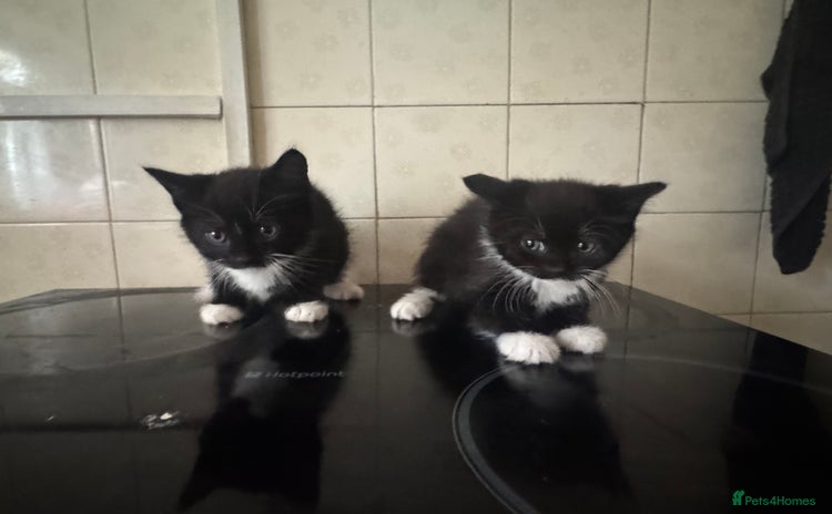Domestic Shorthair cats - Advert 1