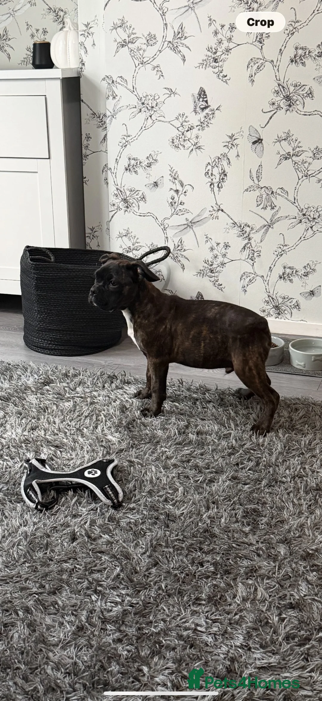 Mixed Breed dogs for sale: Puppy boxer/pug - Advert 2