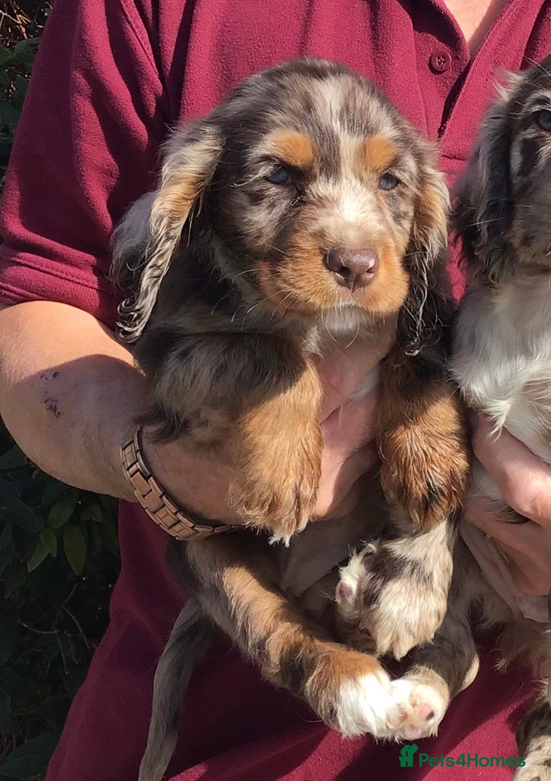 Cocker Spaniel dogs for sale: Whitchurch, Shropshire. Cocker Spaniel Puppies - Image 4