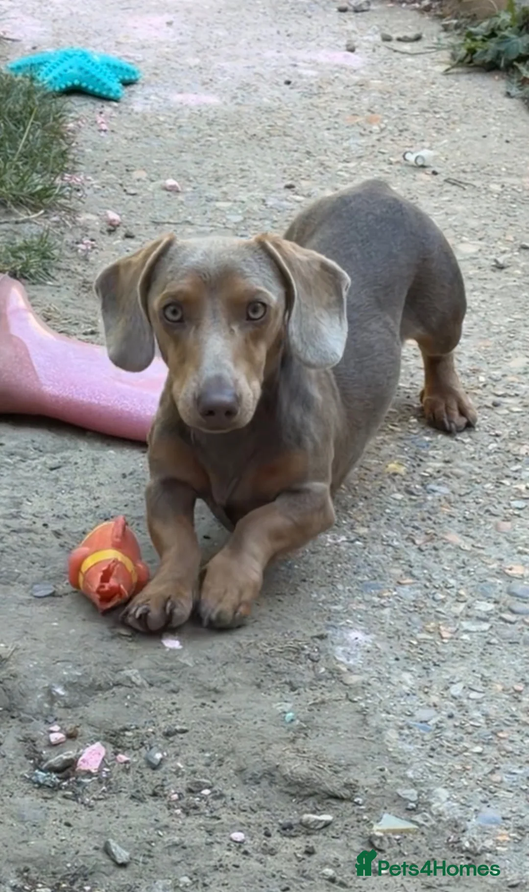 Miniature Dachshund dogs for sale: 1 YEAR OLD BOY - Advert 2
