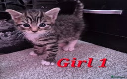 Mixed Breed cats for sale: Gorgeous Tabby x Tuxedo male kitten  - Image 16
