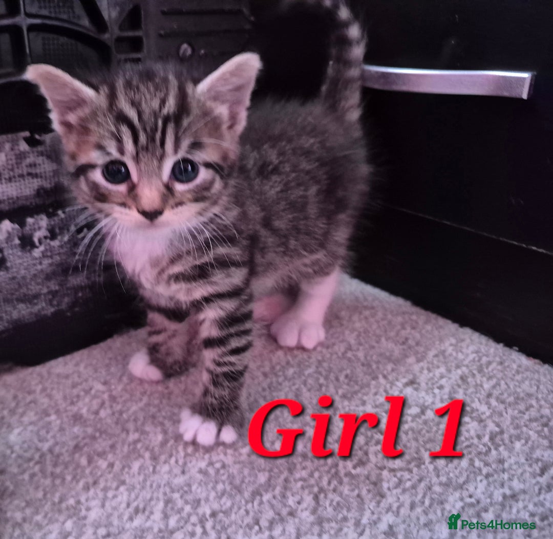 Mixed Breed cats for sale: Gorgeous Tabby x Tuxedo male kitten  - Image 16