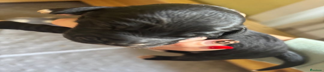 Cockapoo Puppy 3 - Black with a white stripe on chest and on end of paw 