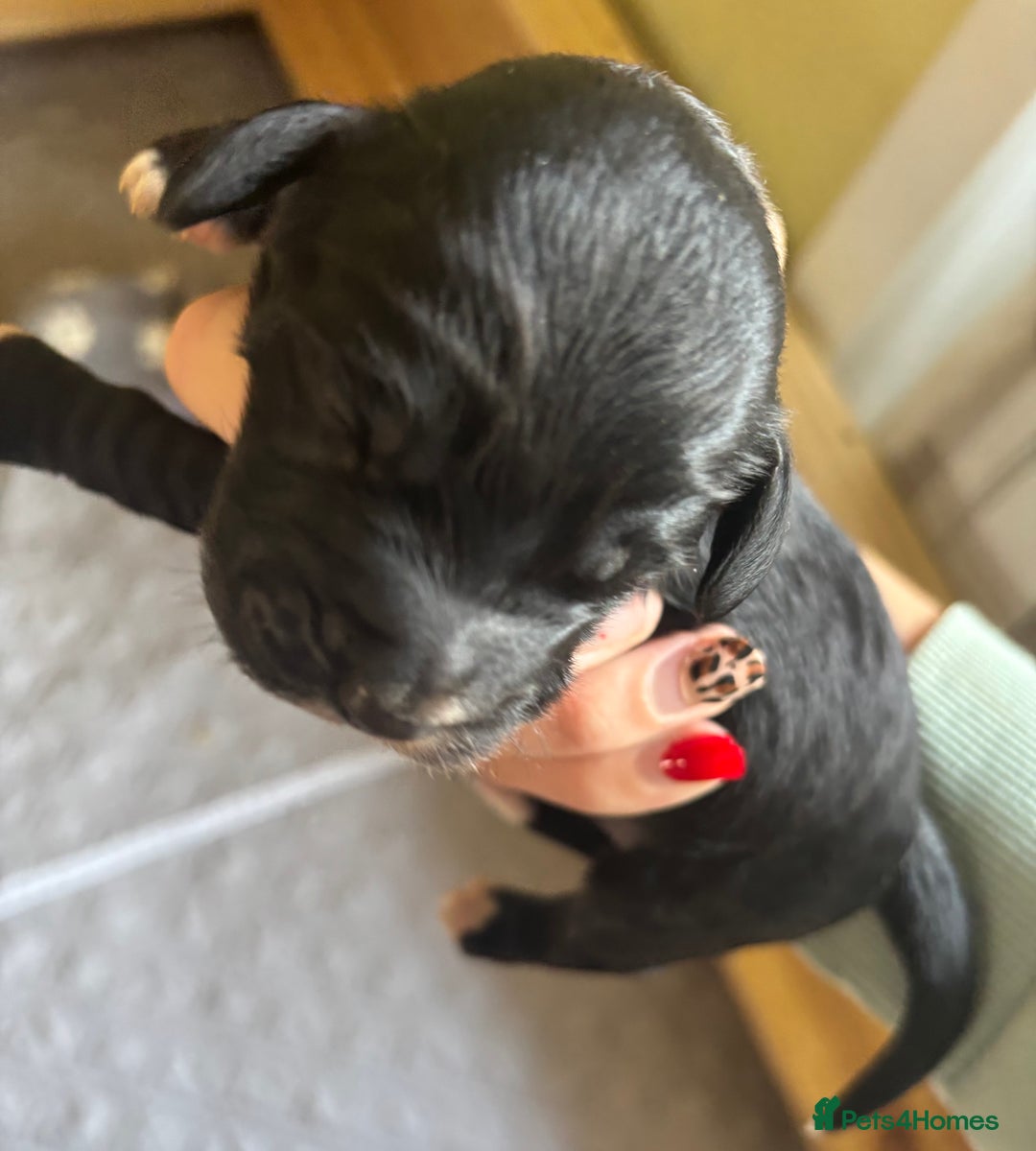 Cockapoo dogs for sale: Beautiful F1 Cockapoo  - Image 9