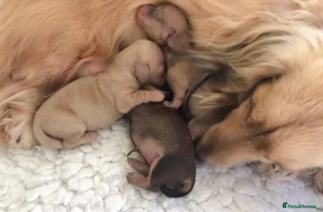 Miniature Dachshund dogs for sale: Stunning kc registered mini longhaired dachshunds - Advert 2