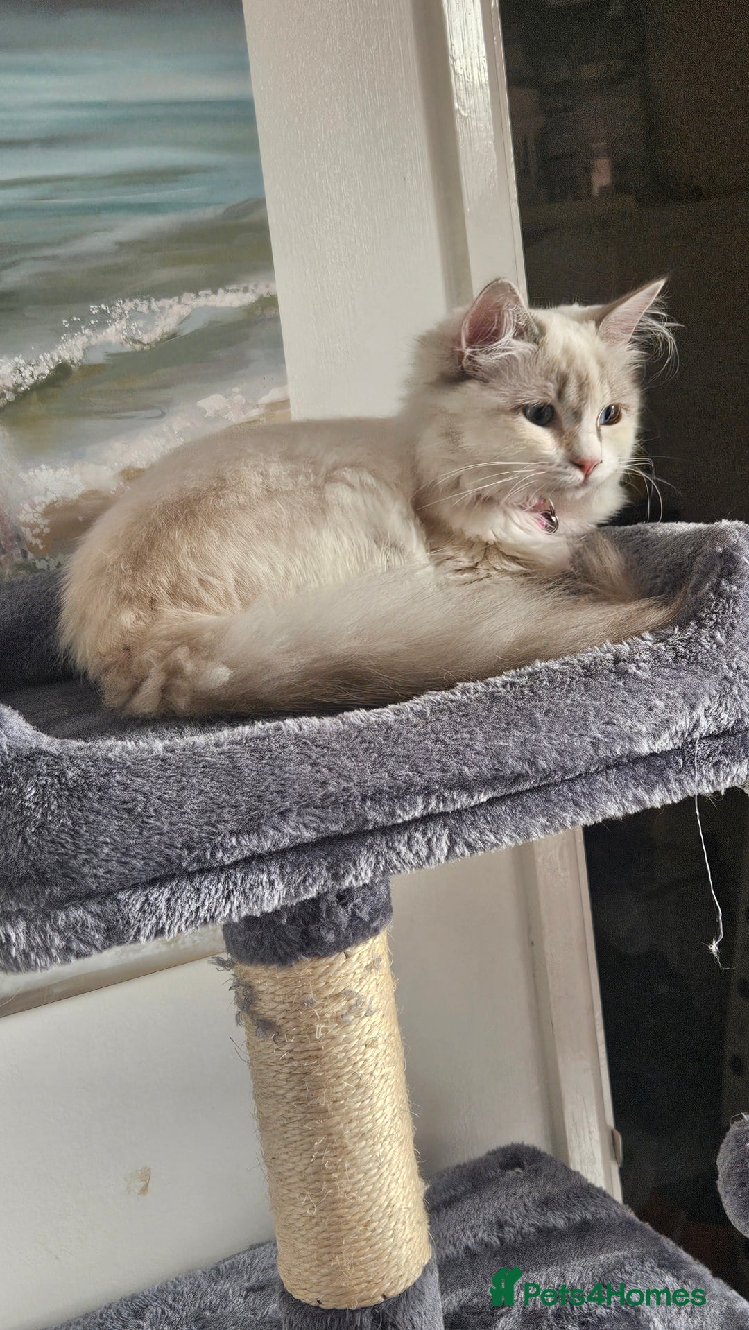Ragdoll cats for sale: Beautiful Blue Eye, White Female Ragdoll - Image 7