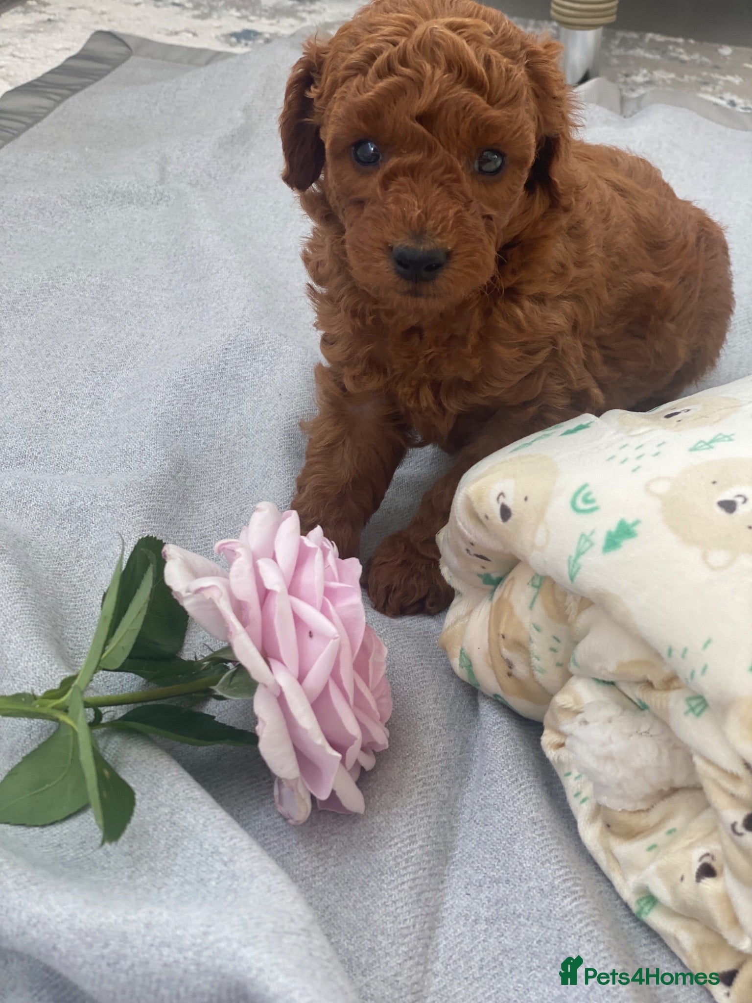Miniature Poodle dogs Miniature poodle  - Advert 1