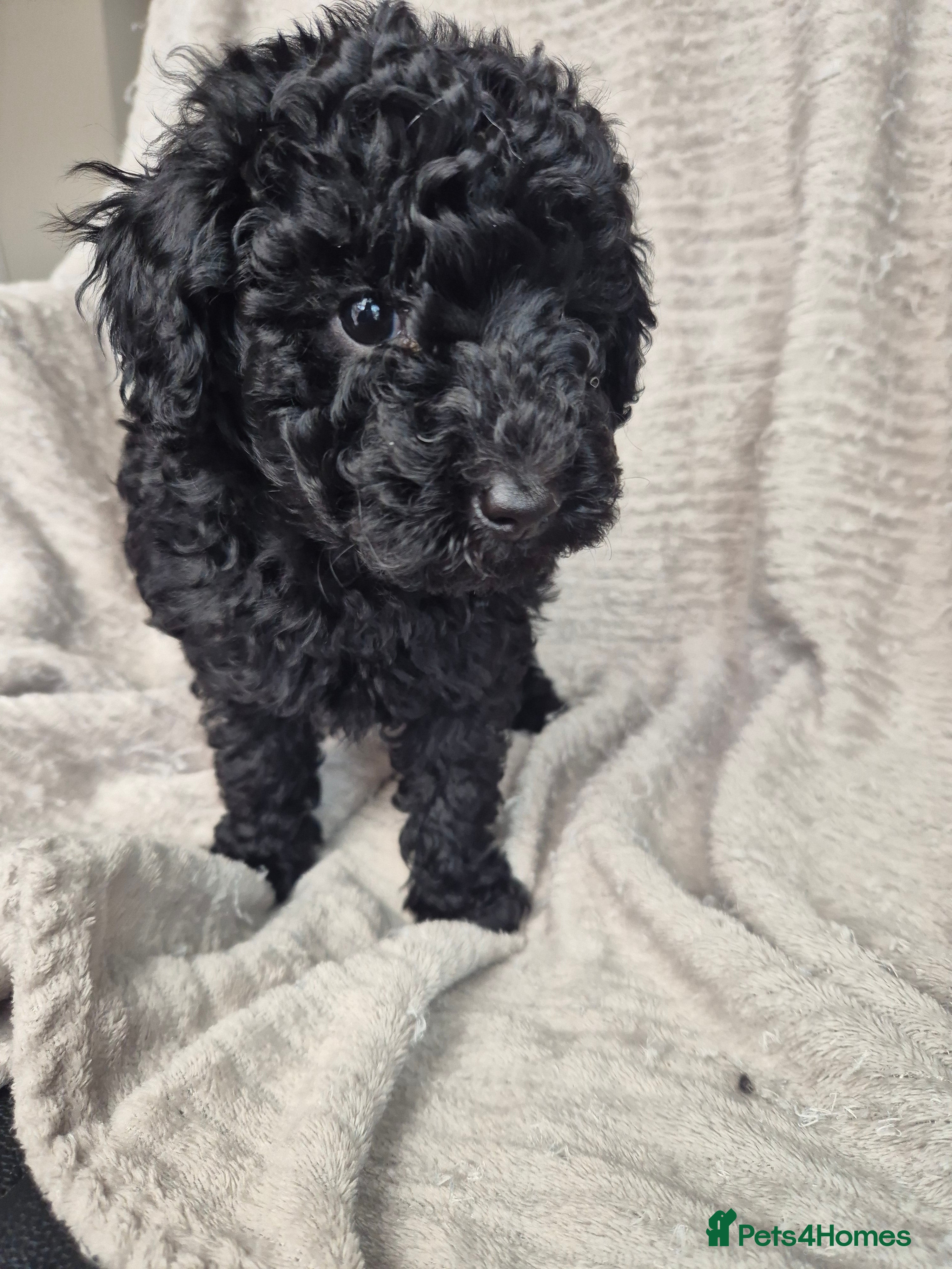 Miniature Poodle dogs Only 1 puppy left - miniature poodles - Advert 2