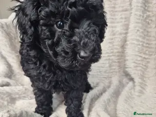 Miniature Poodle dogs Only 1 puppy left - miniature poodles - Advert 2