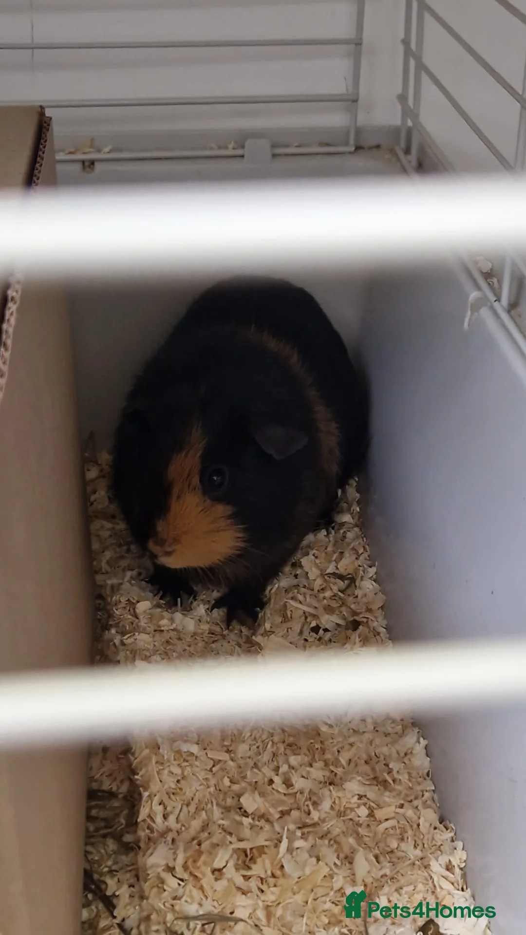 Guinea Pig rodents for sale: Guinea pigs in Birmingham - Advert 2