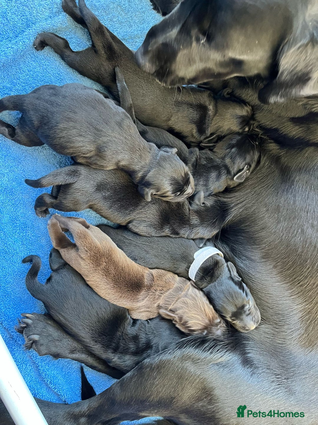 Springador dogs for sale: Springador male 6 months old.  - Image 10