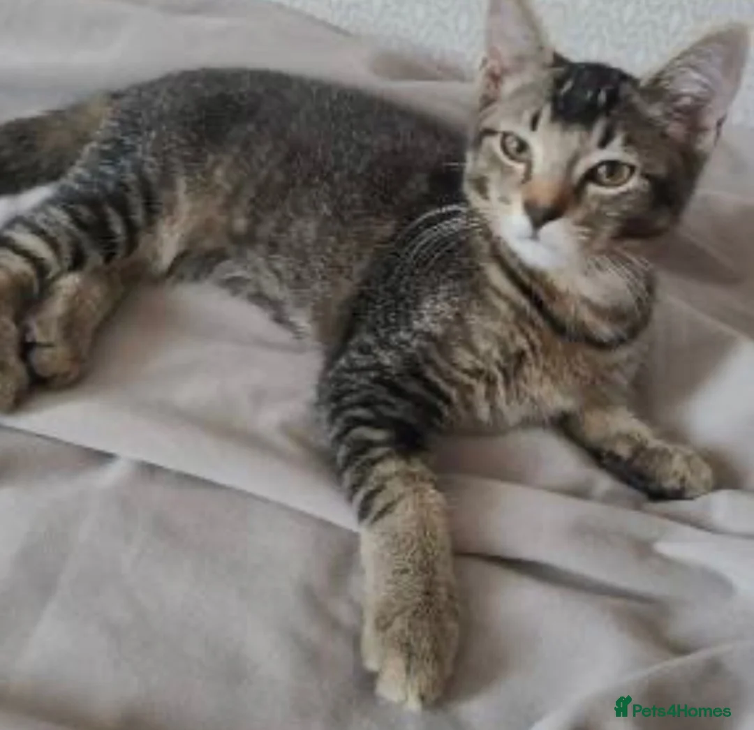 Mixed Breed cats for sale: Male kitten for sale 4 months old - Advert 1