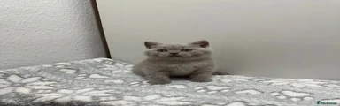 British Shorthair Kitten 2