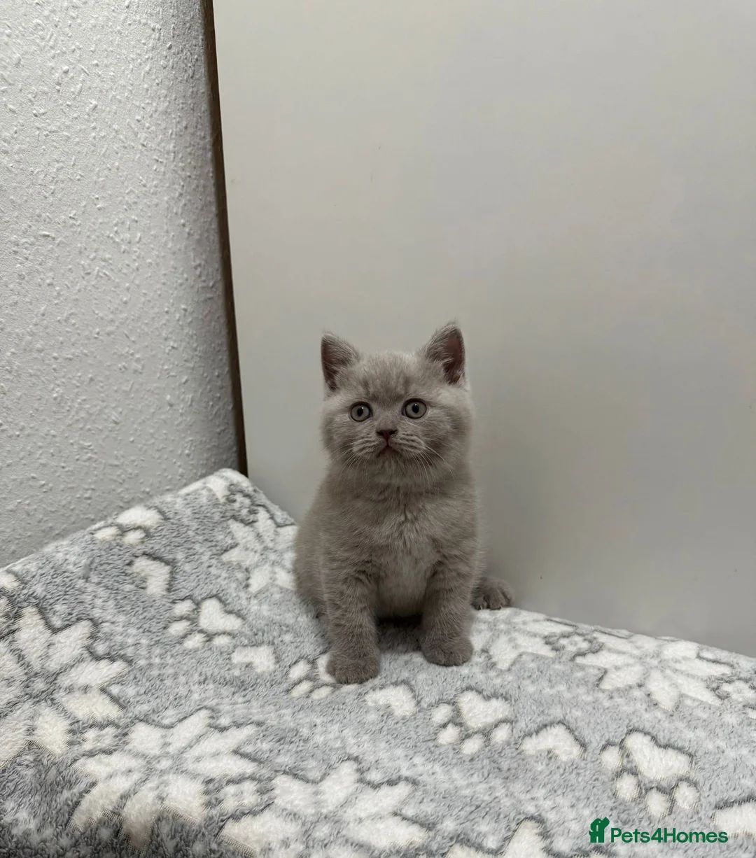 British Shorthair cats for sale: Gccf Chocolate & lilac British shorthair kittens  - Advert 34