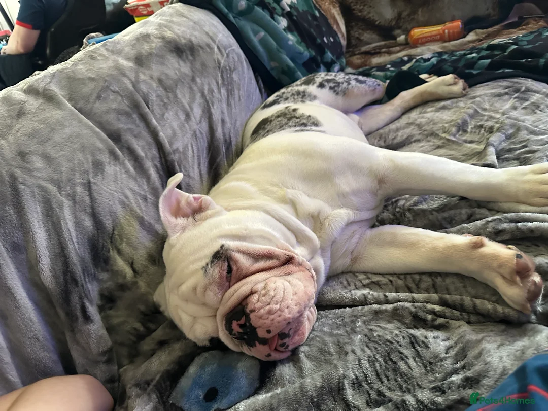 English Bulldog dogs for sale: Reggie looking for 5 star home  - Advert 6