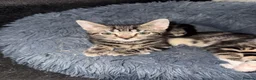 Domestic Shorthair cats for sale: Kittens for sale  - Advert 6