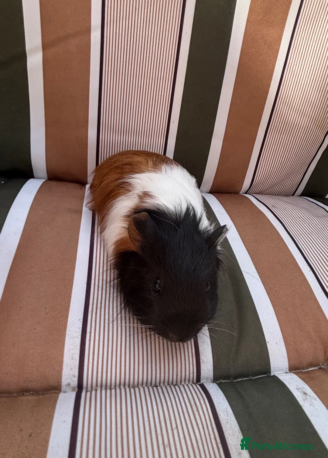 Guinea Pig rodents for sale: Male guinea pigs - Advert 3