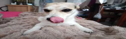 Chihuahua dogs for sale: Special Forever Home Wanted for Our Furbaby - Advert 8