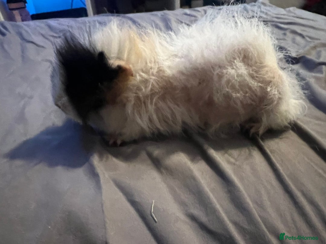 Guinea Pig rodents for sale: Female guinea pigs  - Advert 4