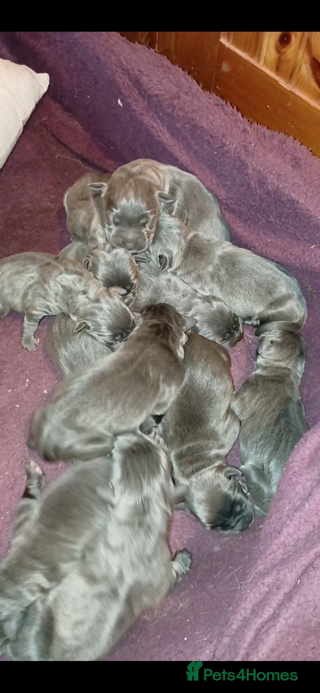 Cane Corso dogs for sale: Pure bred blue cane corso puppies for sale  - Advert 4