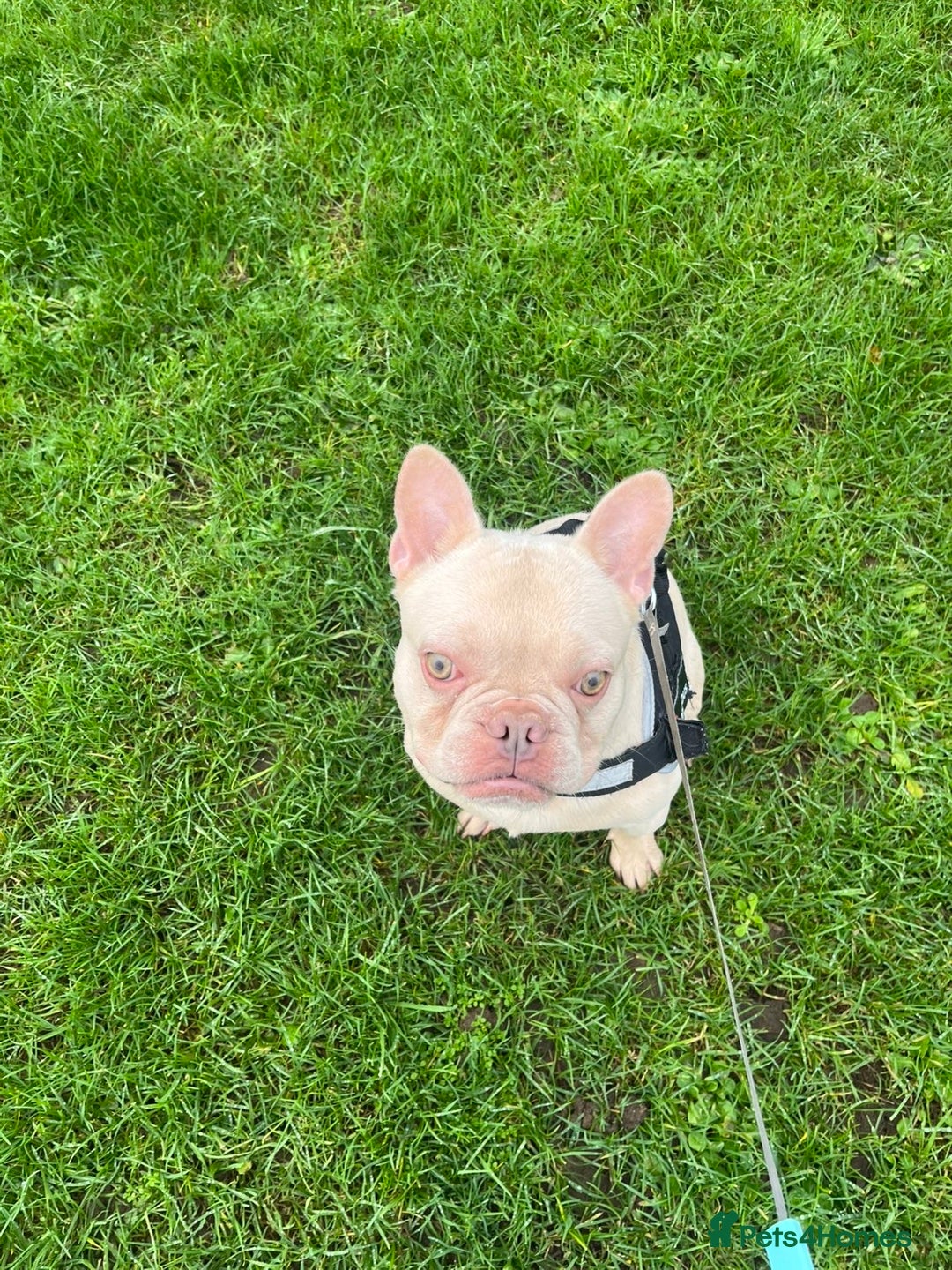 French Bulldog dogs for sale: Male French bulldog - Advert 4