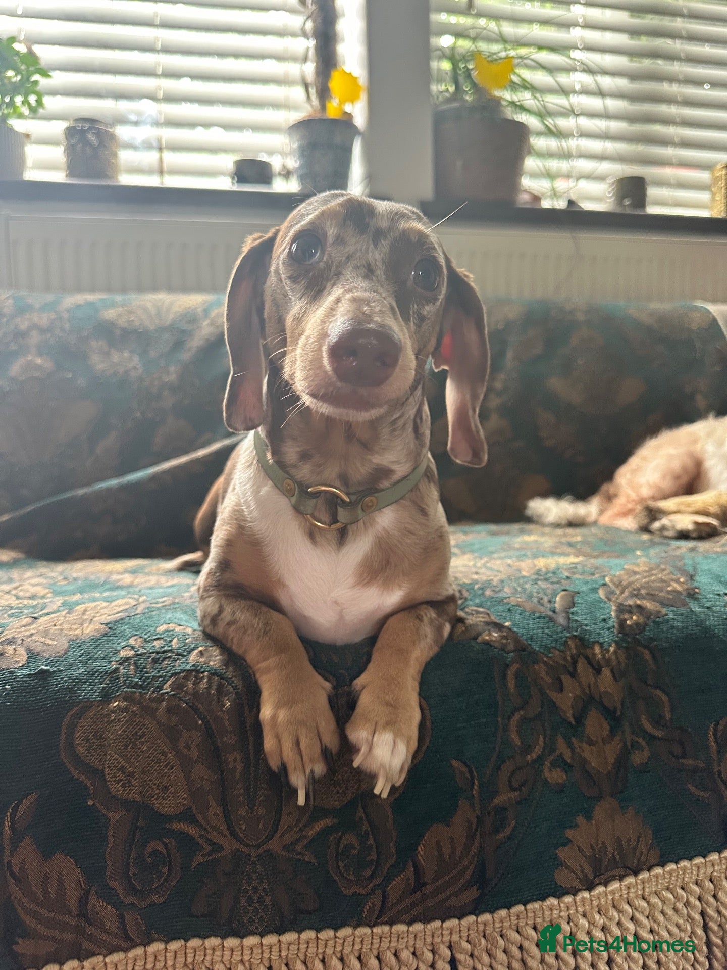 Miniature Dachshund dogs Miniature, short hair stud - Advert 5