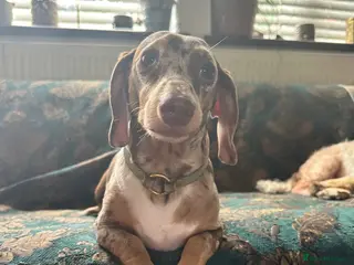 Miniature Dachshund dogs Miniature, short hair stud - Advert 5