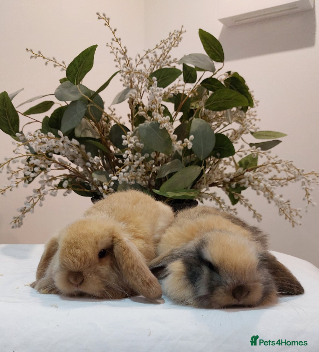 Mini Lop rabbits for sale: Stunning Mini Lop Baby Rabbits - Advert 3