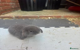Dwarf Lop rabbits for sale: Dwarf lop kitts  - Image 5