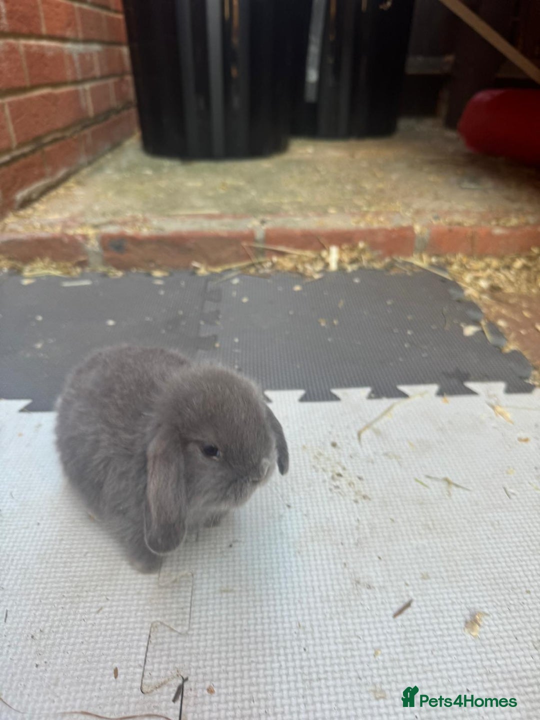 Dwarf Lop rabbits for sale: Dwarf lop kitts  - Image 5