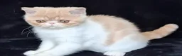 Exotic cats for sale: Stunning exotic/persian kittens - Advert 14