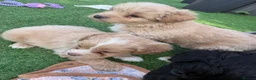 Mixed Breed dogs for sale: Ready to leave!!! - Advert 10